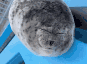 seal