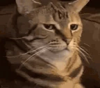 catWeird emote