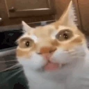 BrorLOSINGhisSanity emoji