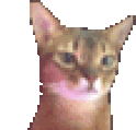 catBop