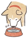 ShibaDrink emote
