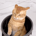 SHAME animated emote