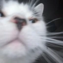cat_deepseacreature emote