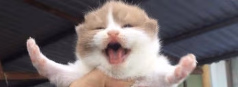 STOPFIGHTING emote