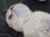 sad static emote