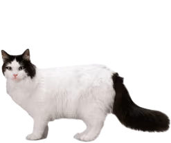 Blackwhitecat emote