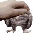 PetPet_wetowl emote