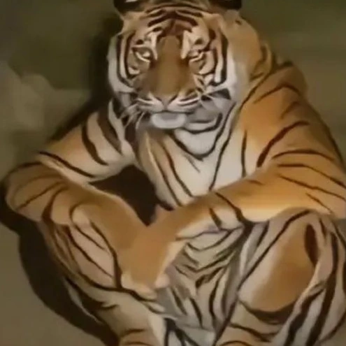 tigerstaring emote