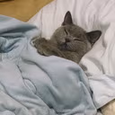 sleep_cat2 emote