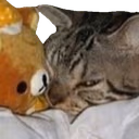 72_CatGlare emote