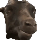 aha emote