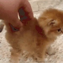 SMOL emote