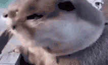 NOWAY emote