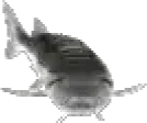 JoelStare emote