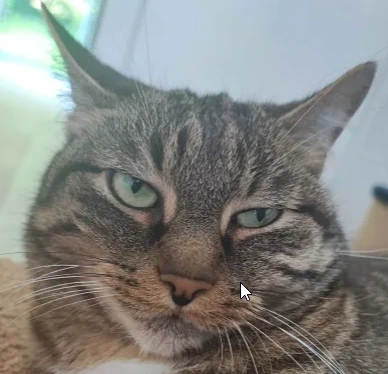 SideEyes emote