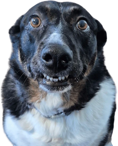 teefies emote