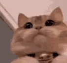 modCheck emote