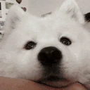 boopmlem emote