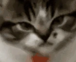 PISSED emote