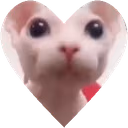 bingusHeart emote