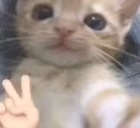 qq emote