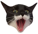 Qaat emote