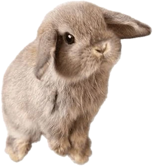 brownbunny emote