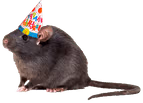 Birthday_Rat emote