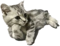 catstare emote