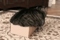 boxCat emote