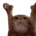 Catting emote
