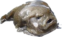 FishMoley emote
