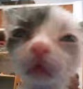 spluh emote