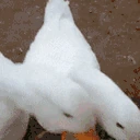 DucksEatingPeas emote