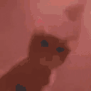 catRave animated emote