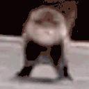 BabyOtterArrive emote
