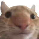 stupid emote