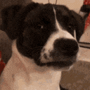 dog_stare animated emote