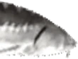 PauseJoel emote
