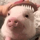 CleanThePig emote
