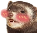 ferretoblush emote