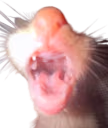 roaaarggrrgrgrgrgrrrrrhhhhh emote