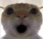 OO emote