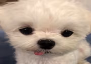 pp emote