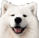 DoggoEars emote