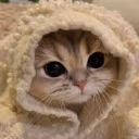 comfyKitty emote