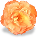 flower_orange_rose emote