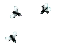 FLIES emote