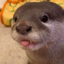 OtterBLEH emote