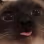 catderp emote